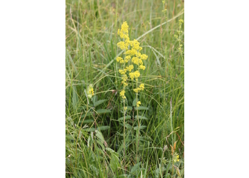 Echtes Labkraut (Galium verum) - © Emanuel Trummer